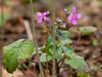 Lunaria annua Limhamns kyrkogård, Malmö, Skåne, Sweden 20200301_0002