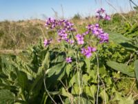 Lunaria annua Lindängelunds rekreationsområde, Malmö, Skåne, Sweden 20180513_11