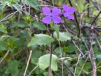 Lunaria annua Norra Friluftsstaden, Malmö, Skåne, Sweden 20220430_IMG_7105