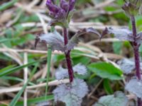 Lunaria annua Paddreservatet, Norra hamnen, Malmö, Skåne, Sweden 20200412_0096