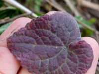 Lunaria annua Paddreservatet, Norra hamnen, Malmö, Skåne, Sweden 20200412_0100