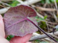 Lunaria annua Paddreservatet, Norra hamnen, Malmö, Skåne, Sweden 20200412_0101