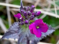 Lunaria annua Paddreservatet, Norra hamnen, Malmö, Skåne, Sweden 20200412_0103