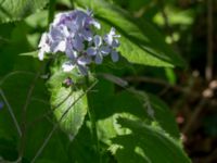 Lunaria rediviva Solviken, Mölle, Höganäs, Skåne, Sweden 20150515_0185