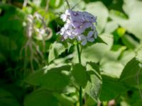 Lunaria rediviva Solviken, Mölle, Höganäs, Skåne, Sweden 20150515_0186