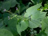 Lunaria rediviva Vaktkuren infarten Kullabergs NR, Höganäs, Skåne, Sweden 20180702_0155