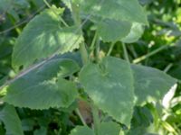 Lunaria redviva Djungelparken, Bunkeflostrand, Malmö, Skåne, Sweden 20200419_0054