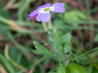 Malcolmia maritima Ärtholmsvägen, Malmö, Skåne, Sweden 20230912_0021