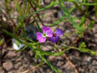 Malcolmia maritima Scaniaparken, Malmö, Skåne, Sweden 20190520_0015