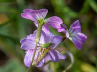 Malcolmia maritima Scaniaparken, Malmö, Skåne, Sweden 20190520_0018