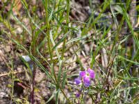 Malcolmia maritima Scaniaparken, Malmö, Skåne, Sweden 20190520_0020