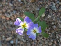 Malcolmia maritima Spårvägen, Malmö, Skåne, Sweden 20200916_0053