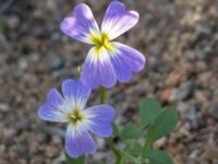 Malcolmia maritima Spårvägen, Malmö, Skåne, Sweden 20200916_0054