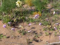 Malcolmia triloba Oued Massa, Morocco 20180224_0228