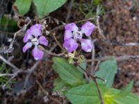 Matthiola longipetala Spårvägen, Malmö, Skåne, Sweden 20201005_0047