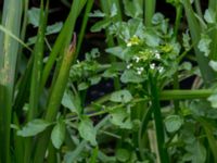 Nasturtium microphylla Sularpsbäcken, Annelund, Lund, Skåne, Sweden 20150620_0015