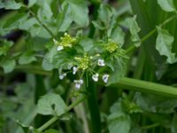 Nasturtium microphylla Sularpsbäcken, Annelund, Lund, Skåne, Sweden 20150620_0016