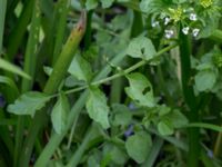 Nasturtium microphylla Sularpsbäcken, Annelund, Lund, Skåne, Sweden 20150620_0017