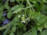 Nasturtium microphylla Sularpsbäcken, Annelund, Lund, Skåne, Sweden 20150620_0018