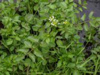 Nasturtium microphylla Sularpsbäcken, Annelund, Lund, Skåne, Sweden 20150620_0020