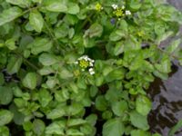 Nasturtium microphylla Sularpsbäcken, Annelund, Lund, Skåne, Sweden 20150620_0021