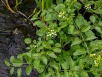 Nasturtium microphylla Sularpsbäcken, Annelund, Lund, Skåne, Sweden 20150620_0022