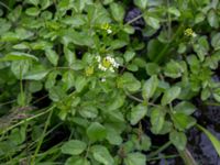 Nasturtium microphylla Sularpsbäcken, Annelund, Lund, Skåne, Sweden 20150620_0024