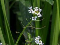 Nasturtium microphylla Sularpsbäcken, Annelund, Lund, Skåne, Sweden 20170623_0006