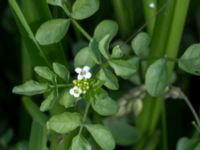 Nasturtium microphylla Sularpsbäcken, Annelund, Lund, Skåne, Sweden 20170623_0007