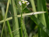 Nasturtium microphylla Sularpsbäcken, Annelund, Lund, Skåne, Sweden 20170623_0010