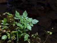 Nasturtium officinale Dalabadet, Trelleborg, Skåne, Sweden 20150628_0090