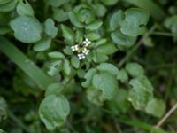 Nasturtium officinale Dalabadet, Trelleborg, Skåne, Sweden 20150628_0094