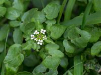 Nasturtium officinale Dalabadet, Trelleborg, Skåne, Sweden 20150628_0096