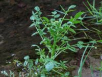 Nasturtium officinale Dalabadet, Trelleborg, Skåne, Sweden 20150628_0100