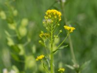 Neslia paniculata Komstadgården, Simrishamn, Skåne, Sweden 20170610_0003