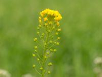 Neslia paniculata Komstadgården, Simrishamn, Skåne, Sweden 20170610_0007