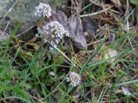 Noccaea caerulescens ssp. caerulescens Ölands norra udde, Borgholm, Öland, Sweden 20160409_0032