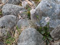 Noccaea caerulescens ssp. caerulescens Ölands norra udde, Borgholm, Öland, Sweden 20160409_0035