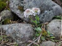 Noccaea caerulescens ssp. caerulescens Ölands norra udde, Borgholm, Öland, Sweden 20160409_0036