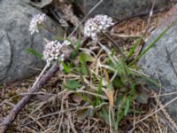 Noccaea caerulescens ssp. caerulescens Ölands norra udde, Borgholm, Öland, Sweden 20160409_0037