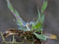 Noccaea caerulescens ssp. caerulescens Ölands norra udde, Borgholm, Öland, Sweden 20160409_0040