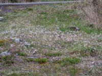 Noccaea caerulescens ssp. caerulescens Ölands norra udde, Borgholm, Öland, Sweden 20160409_0041