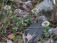 Noccaea perfoliata Ölands norra udde, Borgholm, Öland, Sweden 20160409_0042