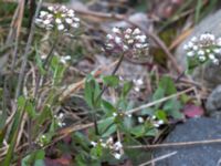 Noccaea perfoliata Ölands norra udde, Borgholm, Öland, Sweden 20160409_0043