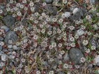 Noccaea perfoliata Ölands norra udde, Borgholm, Öland, Sweden 20160409_0044