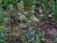 Noccaea perfoliata Borgholms alvar, Borgholm, Öland, Sweden 20190525_0038