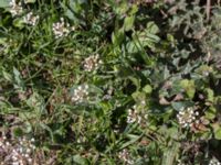 Noccaea perfoliata Borgholms slottsruin, Borgholm, Öland, Sweden 20160409_0213