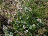 Noccaea perfoliata Borgholms slottsruin, Borgholm, Öland, Sweden 20160409_0219