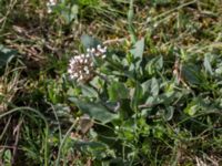 Noccaea perfoliata Borgholms slottsruin, Borgholm, Öland, Sweden 20160409_0220