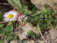 Noccaea perfoliata Norra Malmgatan, Grönhögen, Mörbylånga, Öland, Sweden 20160410_0178